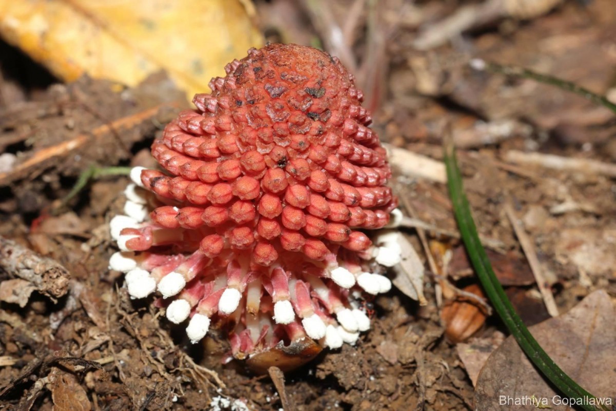 Balanophora fungosa J.R.Forst. & G.Forst.